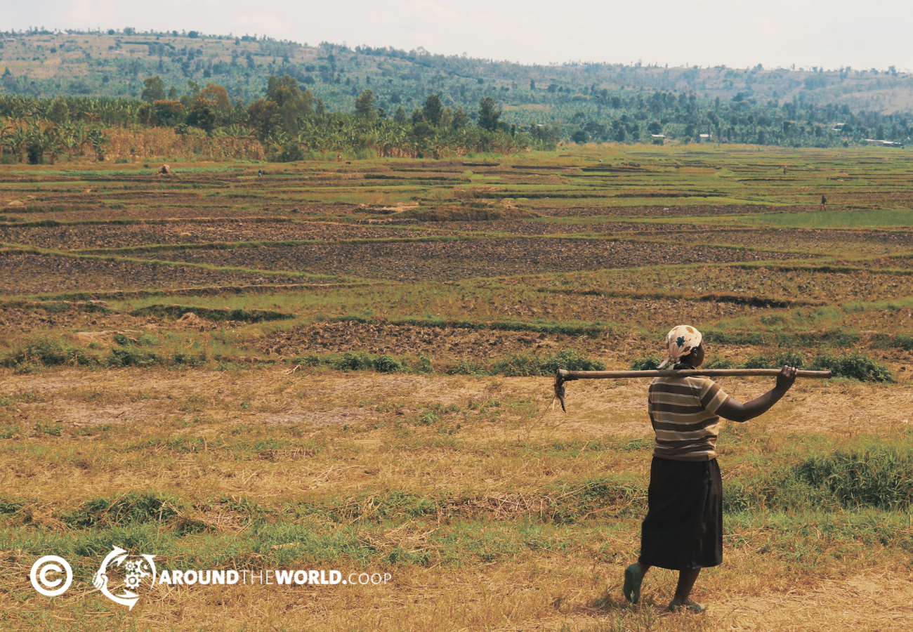 Photo: COPRORIZ-Ntende cooperative in Rwanda. Photo taken by aroundtheworld.coop